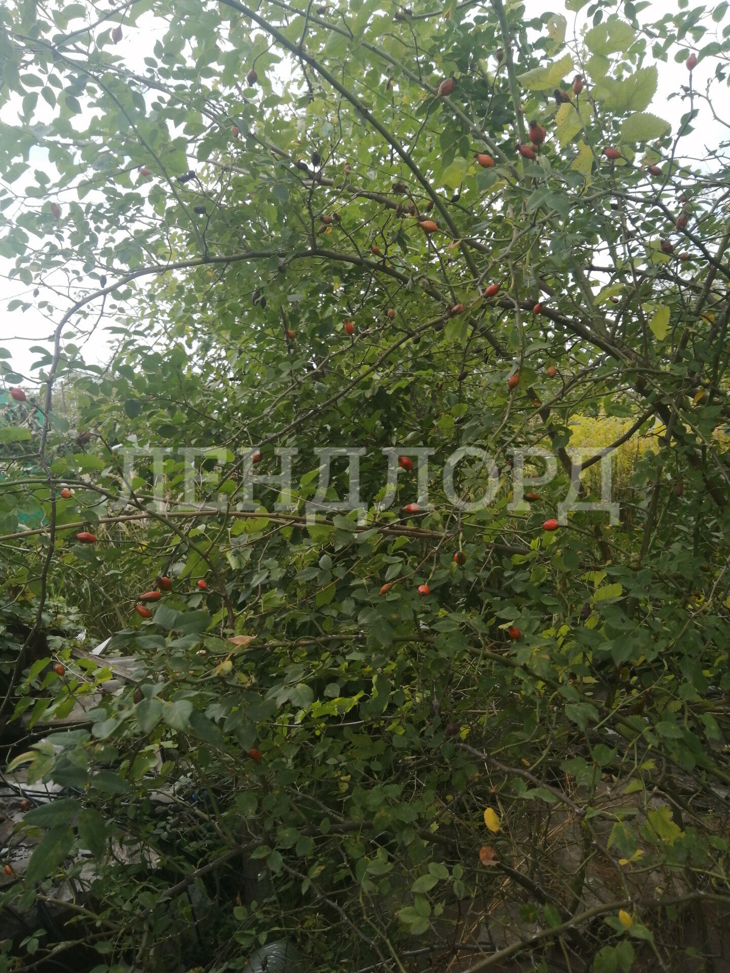 Участок на продажу в Ростове-на-Дону, 2-я Союзная фото №3