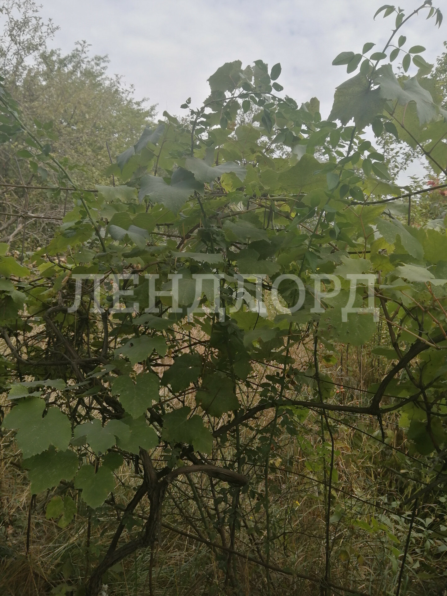 Участок на продажу в Ростове-на-Дону, 2-я Союзная фото №4