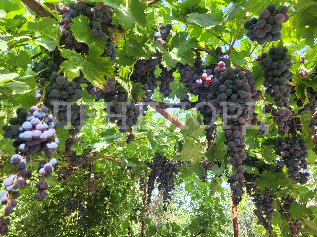 Дом с участком на продажу в Ростове-на-Дону, Ольгинская улица фото №18